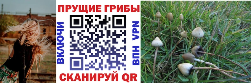Купить где  Поворино  Галлюциногенные грибы ЛСД 